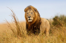 3 days adventure safari to nyerere national park Mwanza