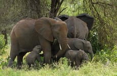 3 days high-end tanzania safari Arusha