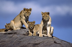 3 Days Tanzania Safari Moshi