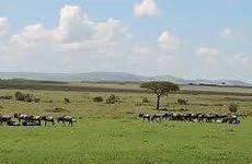 4 days 3 nights safari masai mara great kenya wildebeest migration Nairobi