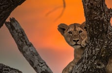 4 days high-end tanzania safari Arusha