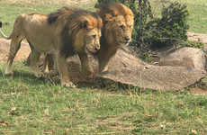 5days masai mara-lake nakuru-lake naivasha group safari Nairobi