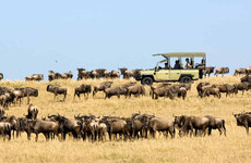 5-day serengeti wildebeest migration camping expedition Arusha