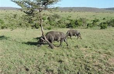 6 days 5 nights maasai mara, lake nakuru & amboseli safari (small group joining) Nairobi