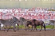 5 days 4 nights masai mara,nakuru,naivasha Nairobi