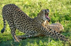 6 days high-end tanzania safari Arusha