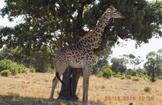 6 days kenya camping safari masai mara – lake nakuru – amboseli Nairobi