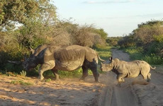 6 nights khama rhino, lekhubu, ckgr Maun