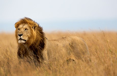 7-day serengeti wildebeest migration safari Mwanza