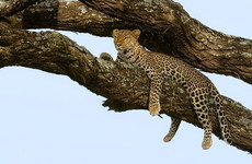 8-day tanzania adventure big cats and wildebeest migration safari Mwanza