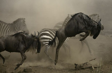 9-day serengeti wildebeest migration plus tanzania safari Mwanza