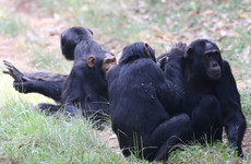 9 DAYS PRIMATE AND WILDLIFE SAFARI Kampala