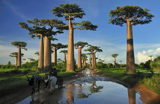 9-day budget tour to tsingy bemaraha, baobab avenue Antananarivo