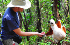 Andasibe national park Antananarivo