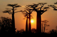 Baobabs and kirindy wildlife tour Antananarivo