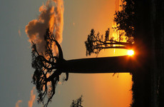 Discovery of the contrasting trees Antananarivo