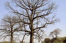 Bini Poro Korhogo