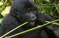 Bwindi gorilla trekking - uganda Kampala