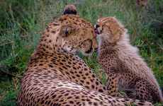 Cheetah Centre Pretoria