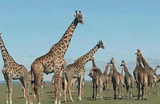 Classic kenya highlights safari Nairobi