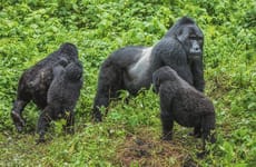 4 days gorilla and chimpanzee trekking in kibale & bwindi national park Kampala