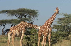 Elephant orphanage and giraffe centre in nairobi Nairobi