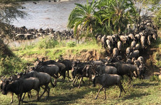 Everest Old Arusha