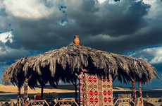 Flamingo Camp Nakuru