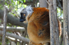 The beautiful lemurs meeting Antananarivo