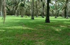Jardin botanique de bingerville Abidjan