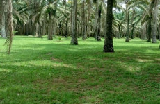 Jardin botanique de bingerville Abidjan