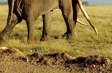 Kenya and tanzania safaris Nairobi