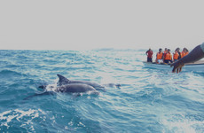 Kizimkazi dolphin tours Zanzibar