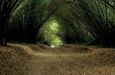 La réserve naturelle de Dahliafleur Abidjan