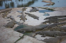 Lac aux caimans Yamoussoukro