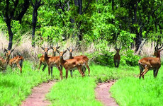 Le parc national de la Comoé Abidjan