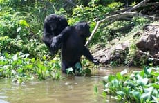 L'île Aux Chimpanzés Abidjan