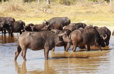 Marvelous trip Maun