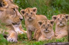 Spectacular 4 days masai mara / lake nakuru camping safari Nairobi