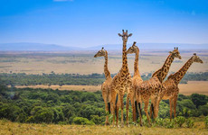 Masai mara park Nairobi