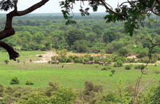 Le parc national de Taï Abidjan
