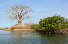 Parc national du delta du Saloum Sine Saloum