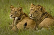 Queen elizabeth national park 4 days tour Kampala