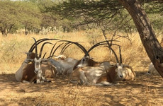 Réserve de Guembeul Saint Louis