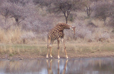 Robin Good Fellow Guest House Gaborone