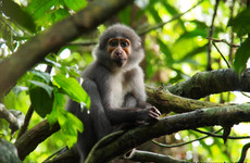 Séjour nature dans le parc national de taï Abidjan