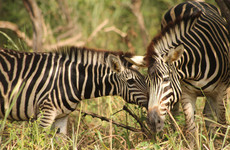 Senegal fathala park Banjul