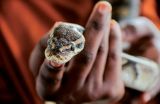 Serpentarium de l’Institut Pasteur de Côte d’Ivoire Abidjan
