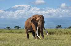 Simba paka safaris Nairobi