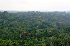 Parc National Tai Abidjan